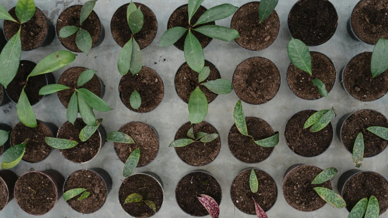 Small potted plants lined up for a green campus initiative by students at Sector 125 Noida, showing sustainable urban gardening efforts