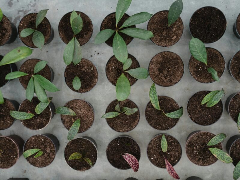 Small potted plants lined up for a green campus initiative by students at Sector 125 Noida, showing sustainable urban gardening efforts