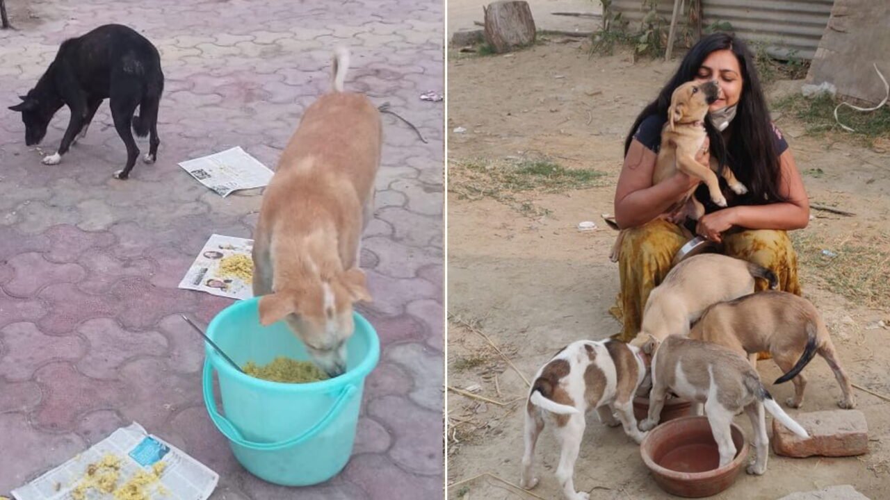 Rachita Vishwakarma feeding community dogs in Noida as part of Avisha Association animal welfare work