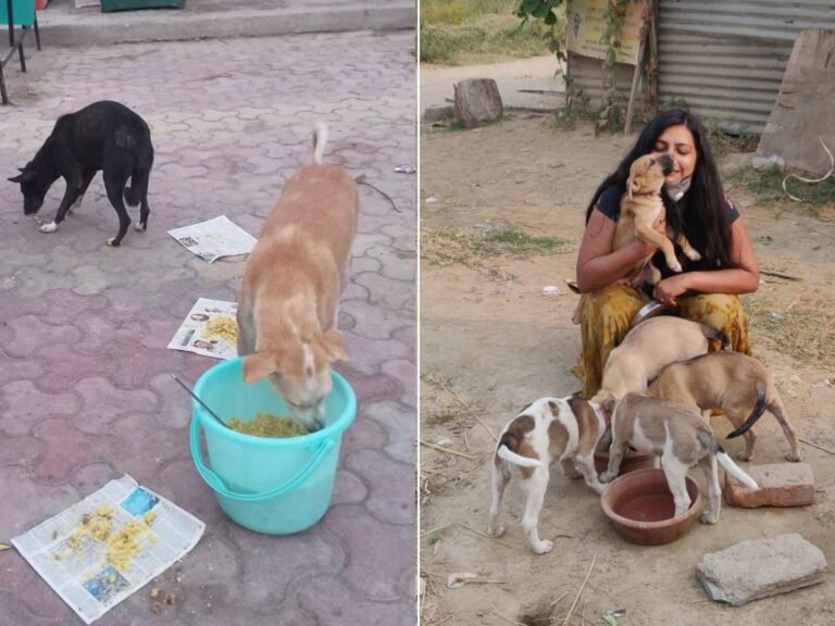 Rachita Vishwakarma feeding community dogs in Noida as part of Avisha Association animal welfare work
