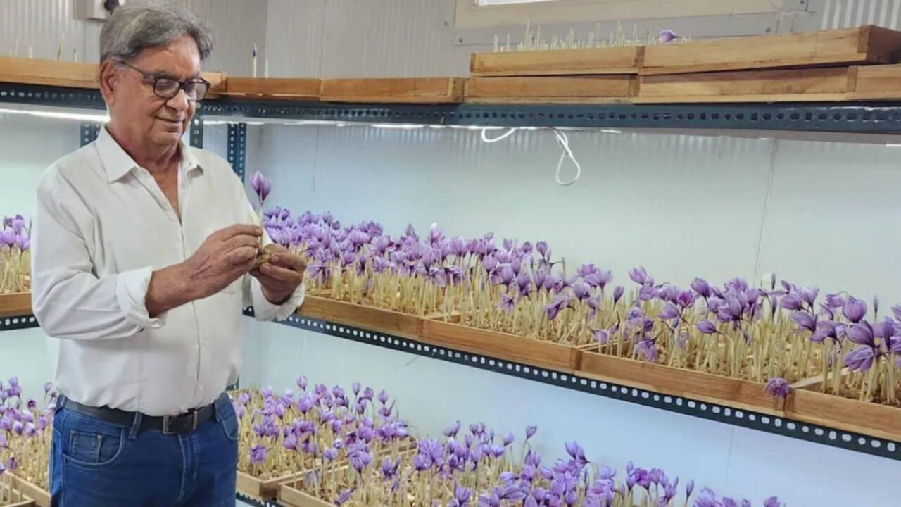 Ramesh Gera inspecting purple saffron flowers grown without soil on racks inside his climate-controlled indoor farm in Noida.