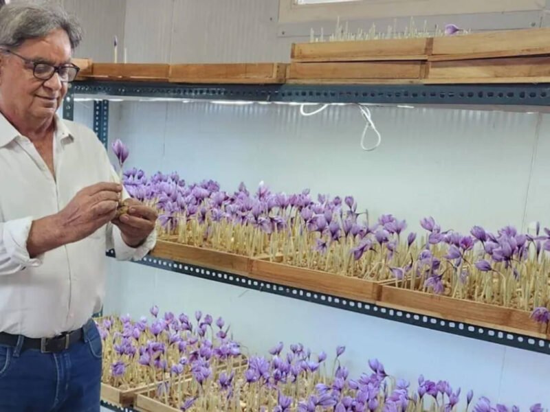 Ramesh Gera inspecting purple saffron flowers grown without soil on racks inside his climate-controlled indoor farm in Noida.